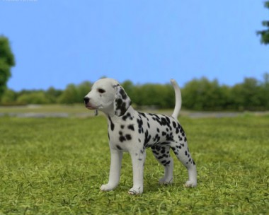 Dalmatian Puppy