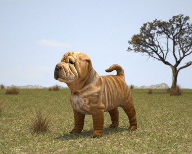 Shar Pei Puppy