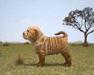 Shar Pei Puppy 3d model