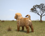 Shar Pei Puppy 3d model