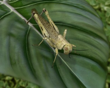 Desert Locust