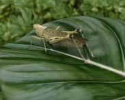 Desert Locust 3d model