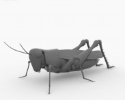 Desert Locust 3d model