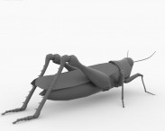 Desert Locust 3d model