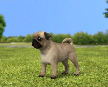 Pug Puppy