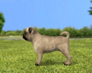 Pug Puppy 3d model