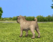 Pug Puppy 3d model