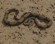 Boa Constrictor 3d model