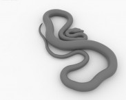 Boa Constrictor 3d model