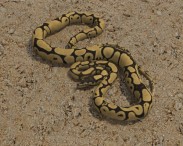 Common Python