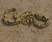 Common Python 3d model