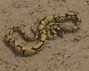 Common Python 3d model