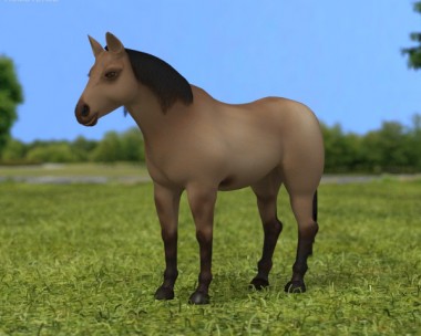 American Quarter Horse