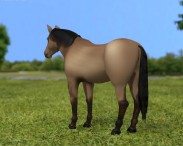 American Quarter Horse 3d model