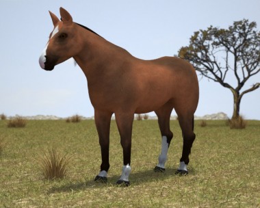 Thoroughbred 3D Model