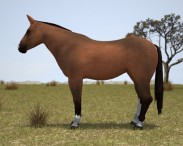 Thoroughbred 3d model