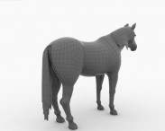 Thoroughbred 3d model