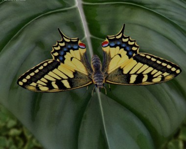 Machaon