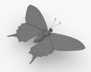 Machaon 3d model