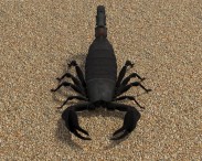 Emperor Scorpion 3d model