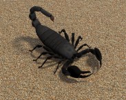 Emperor Scorpion 3d model