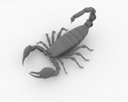 Emperor Scorpion 3d model