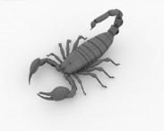 Emperor Scorpion 3d model