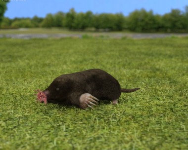 Star-Nosed Mole