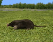 Star-Nosed Mole 3d model