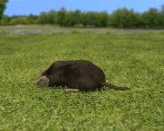 Star-Nosed Mole 3d model