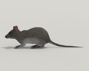 Mouse Gray 3d model