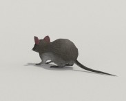 Mouse Gray 3d model