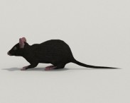 Mouse Black 3d model