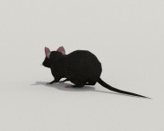 Mouse Black 3d model