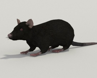 Black Rat