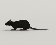 Black Rat 3d model