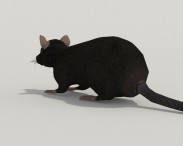 Black Rat 3d model