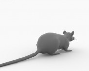 Black Rat 3d model