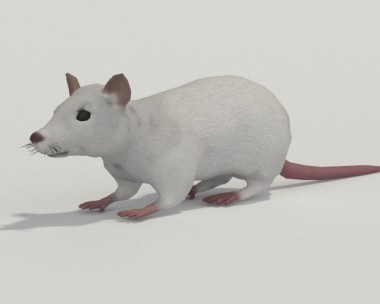 White Rat