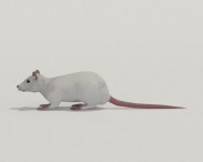 White Rat 3d model