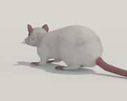 White Rat 3d model