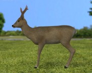 Roe Deer 3d model