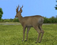 Roe Deer 3d model