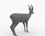 Roe Deer 3d model