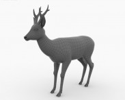 Roe Deer 3d model