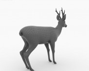 Roe Deer 3d model