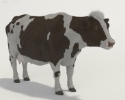Cow HD