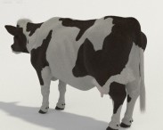 Cow HD 3d model