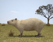 Capybara 3d model