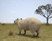 Capybara 3d model